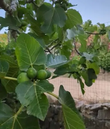 Charming Sardinian Dream Σαλέ